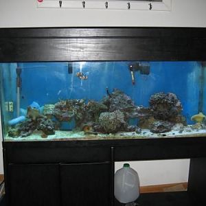 First Tank 55 Gallon