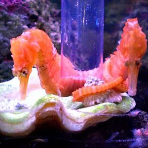 seahorse tank