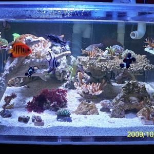 30 gal reef