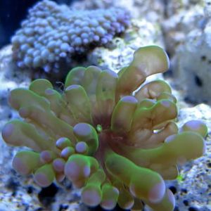 2.5G Marineland Pico