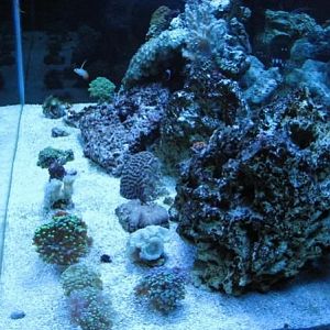 Reef Tank
