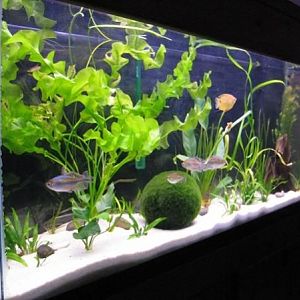 Planted Tank