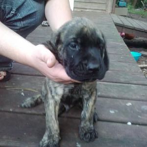 kitties we are fostering