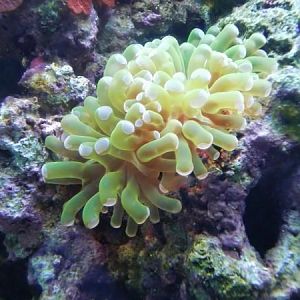 55 gal tank 8 months old