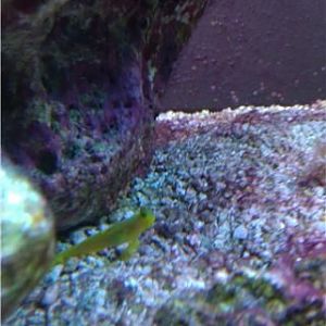 around the tank, coral, fish