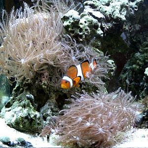 Ultragrow Clove Polyps