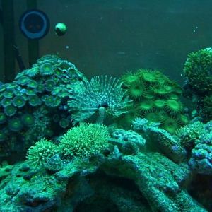 mikes 30 gallon tank