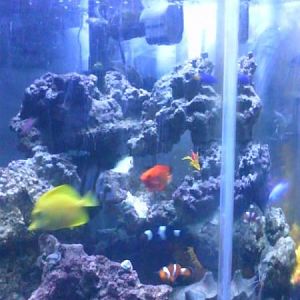 my tank as of 10/March/2010