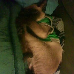 my other crazy animals