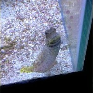 48g tall custom hood