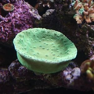 Images of my tank 03/17/11