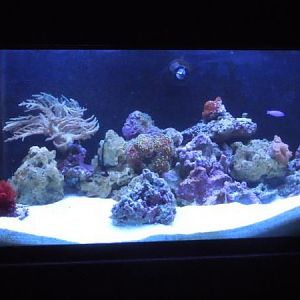 new 75gl + 20gl sump