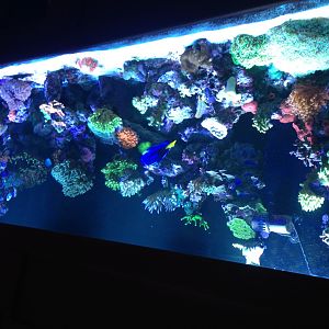 My 300gl Reef tank