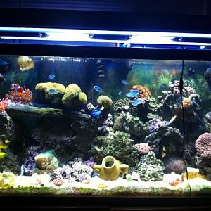 My Aquarium