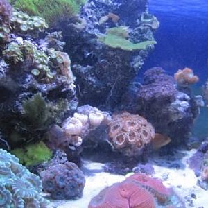 Reef Tank Pictures
