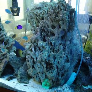 My first coral/fish 150 gal