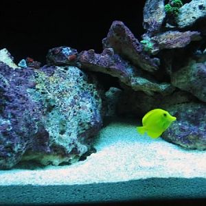 110 Gallon Oceanic RR Tank