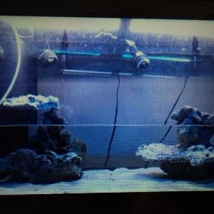 new 120rr born dec. 1st 2011