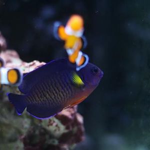 Eric's First RSM Reef