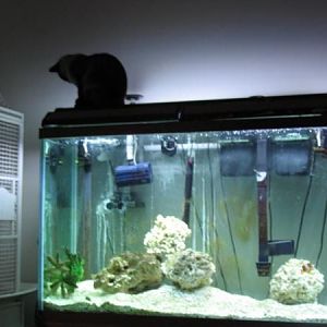 Other dependants.....