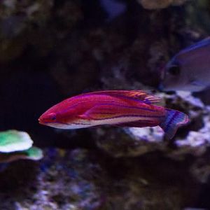 54 Gallon Corner reef