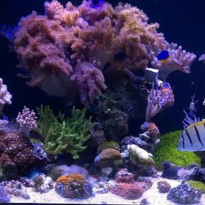 75G Soft Coral Dominate Build