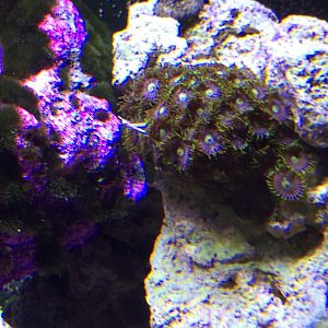 Added Corals and Nem