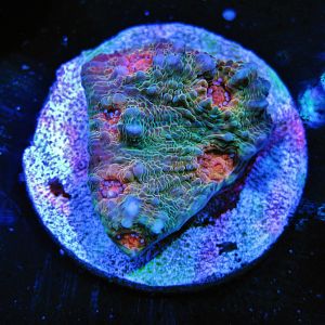 Coral