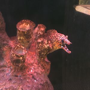 Wall of Ridiculousness