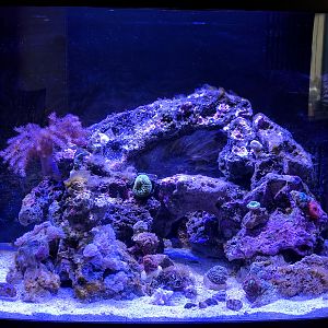 Chipz's biocube 29
