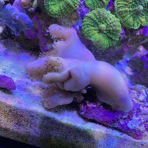 Coral for sale or trade