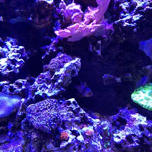 My Corals For Sale