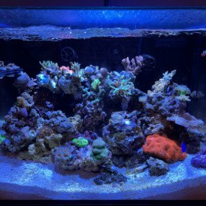 Picture of my 35 gallon mixed reef tank