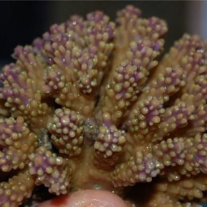 #9 purple tip glowpolyp