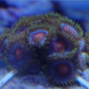 #12 orange center zoas