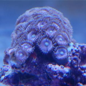 #13 pink zoas