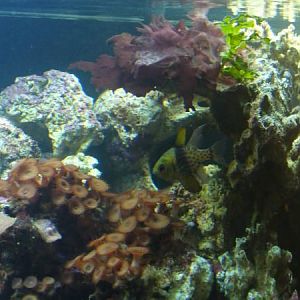 palys, mushrooms, halimeda, red macroalgae, pajama cardinal