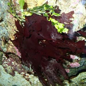 red macroalgae