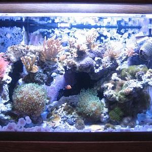58 Gal reef 4-1-2008