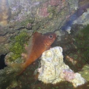 Red Hawkfish.  This guy has a lot of personality and is very quick.