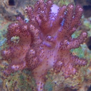 Brown Finger Leather 4 3 08