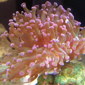 Hammer Purple 4 3 08