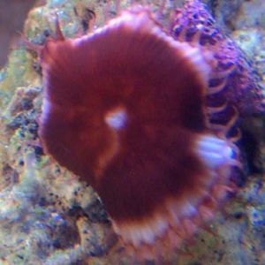 Paly Chocolate Chip 4 3 08