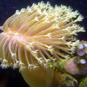 Toadstool Long Tan 4 3 08