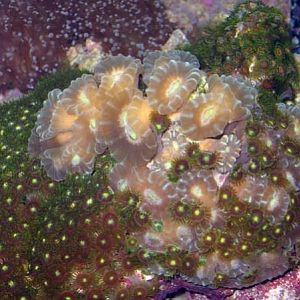 Hard And Soft Corals 600X450A