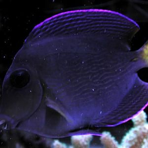 Atlantic Blue Tang Juv