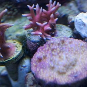 tubbs bridsnest red birdsnest garf bonsai