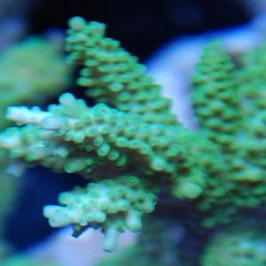 electric green grandis