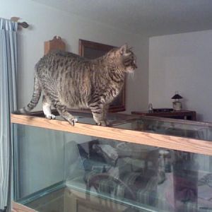 20 pounder got balance