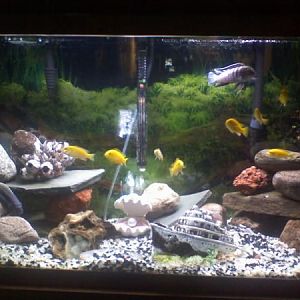 cichlids